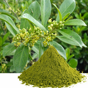 Gymnema Sylvestre